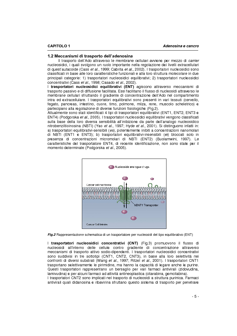 Anteprima della tesi: Il sistema adenosinico: principali targets molecolari ad attività anti-tumorale, Pagina 3