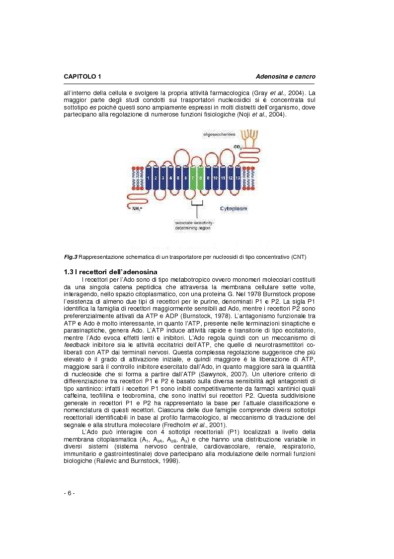 Anteprima della tesi: Il sistema adenosinico: principali targets molecolari ad attività anti-tumorale, Pagina 4