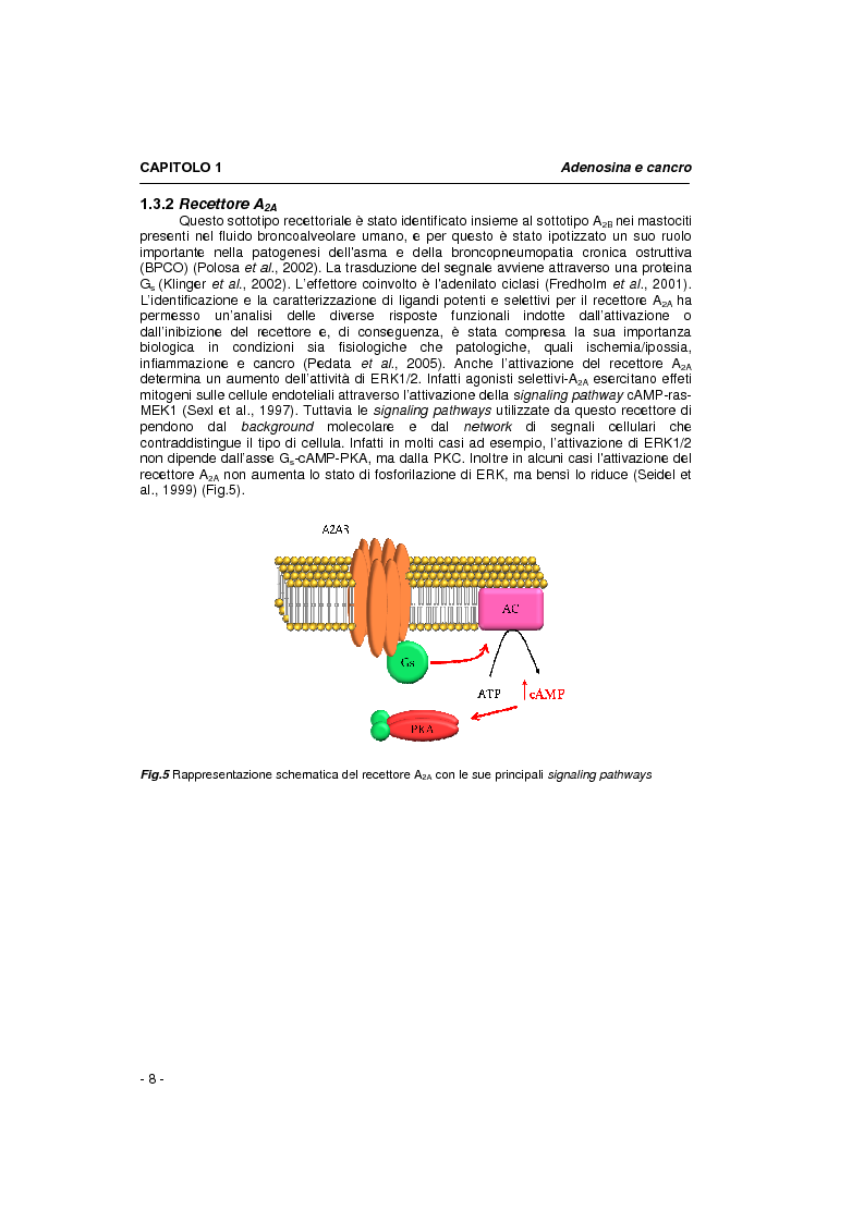 Anteprima della tesi: Il sistema adenosinico: principali targets molecolari ad attività anti-tumorale, Pagina 6