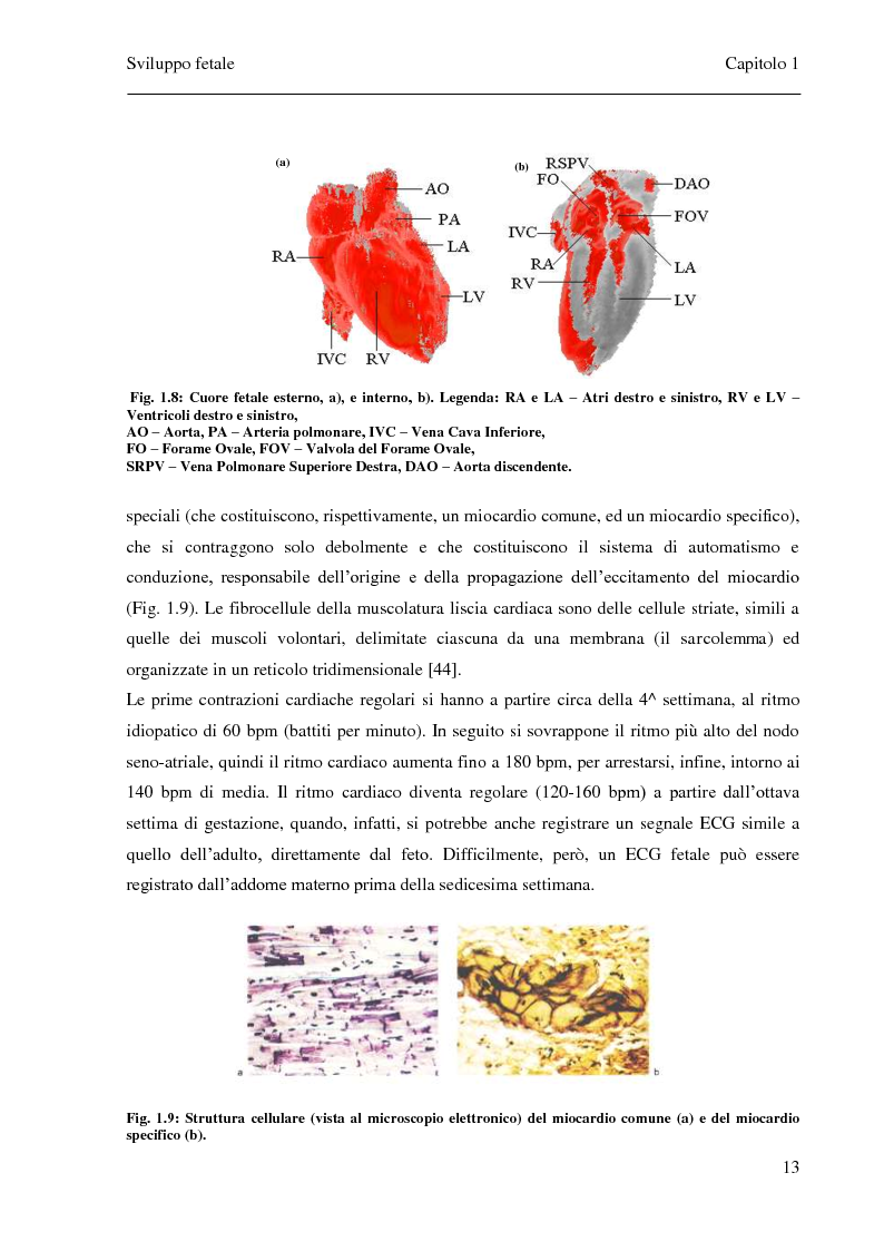 Anteprima della tesi: Sviluppo e confronto di algoritmi di filtraggio del segnale fonocardiografico addominale per l’estrazione della frequenza cardiaca fetale, Pagina 10