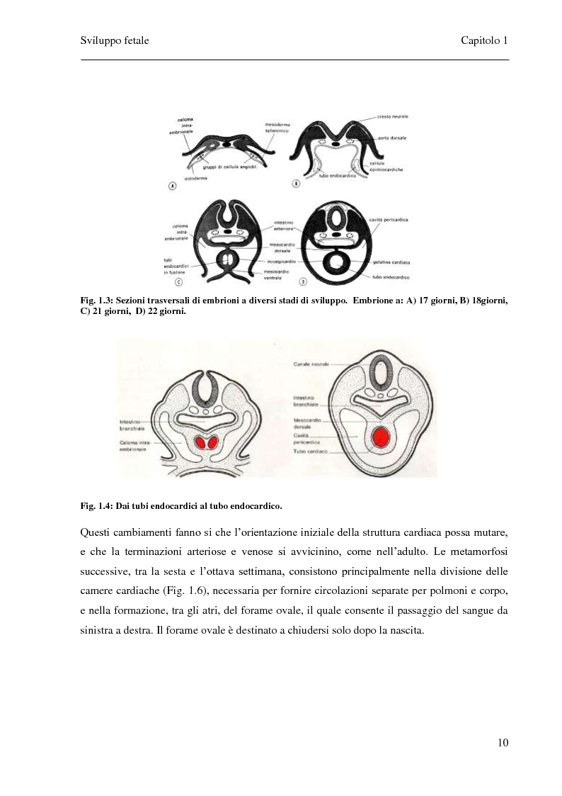 Anteprima della tesi: Sviluppo e confronto di algoritmi di filtraggio del segnale fonocardiografico addominale per l’estrazione della frequenza cardiaca fetale, Pagina 7