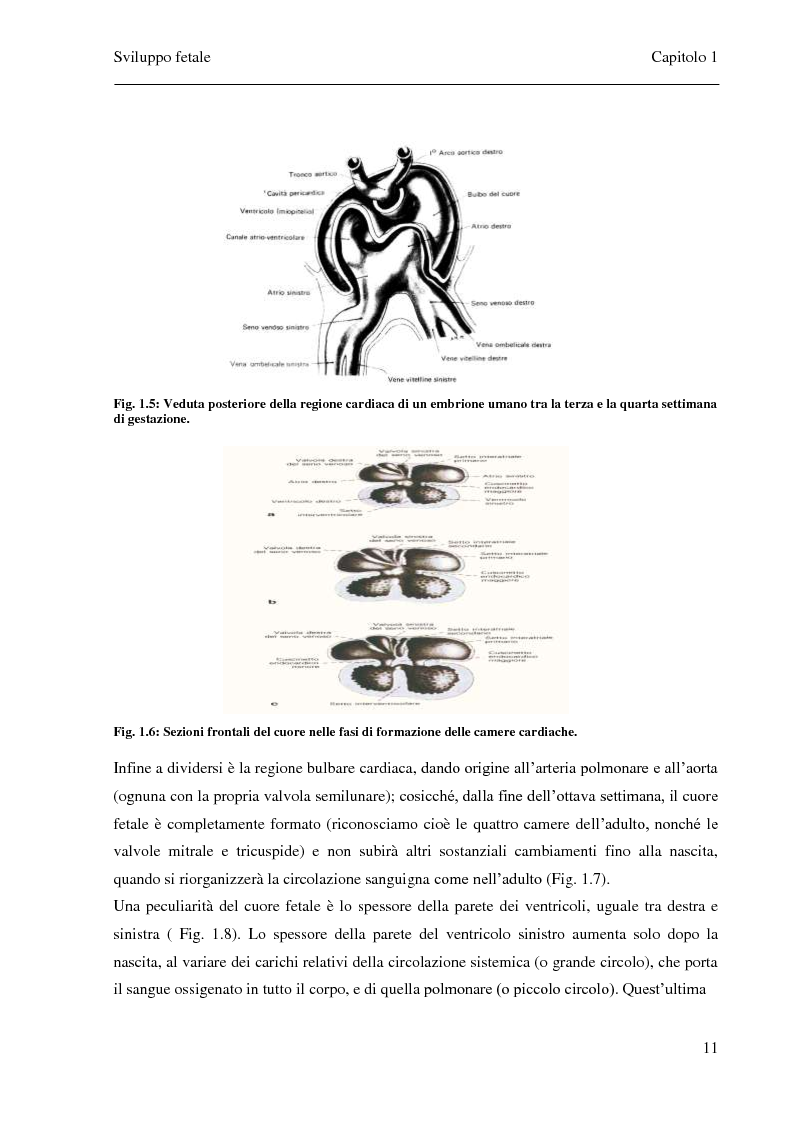 Anteprima della tesi: Sviluppo e confronto di algoritmi di filtraggio del segnale fonocardiografico addominale per l’estrazione della frequenza cardiaca fetale, Pagina 8