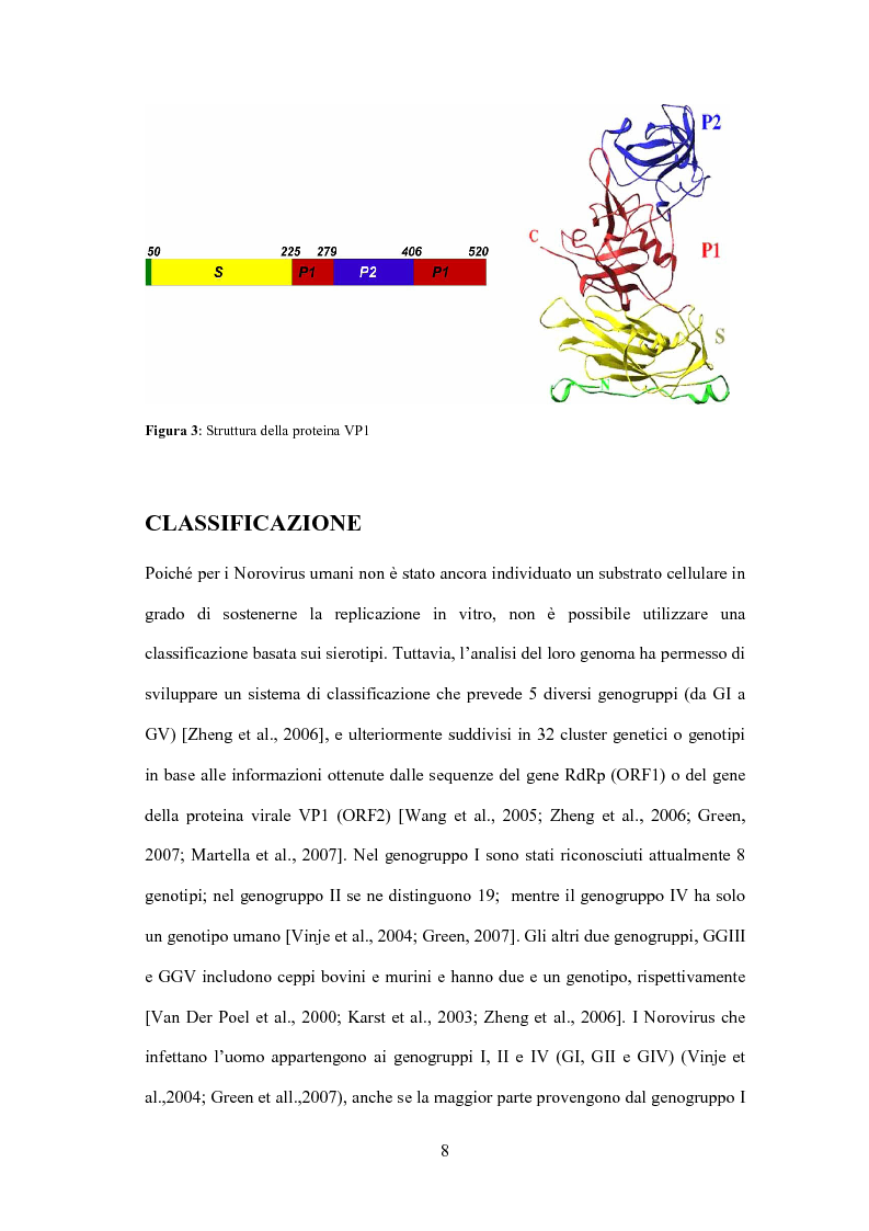 Anteprima della tesi: Analisi filogenetica di norovirus responsabili di enterite sporadica infantile, Pagina 4