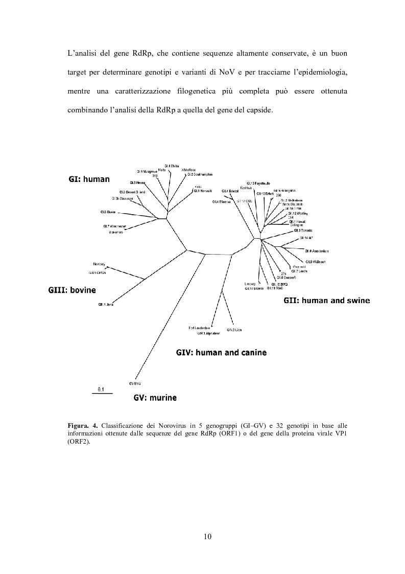 Anteprima della tesi: Analisi filogenetica di norovirus responsabili di enterite sporadica infantile, Pagina 6