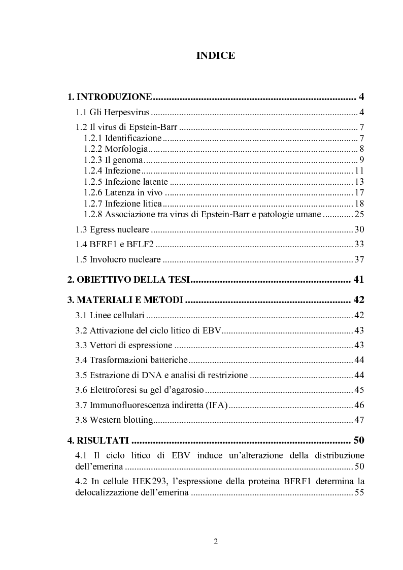 Indice della tesi: Ruolo di proteine della membrana nucleare nella maturazione intracellulare del virus di Epstein-Barr, Pagina 1