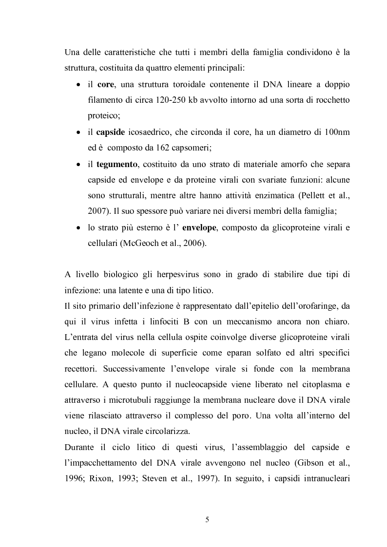 Anteprima della tesi: Ruolo di proteine della membrana nucleare nella maturazione intracellulare del virus di Epstein-Barr, Pagina 3