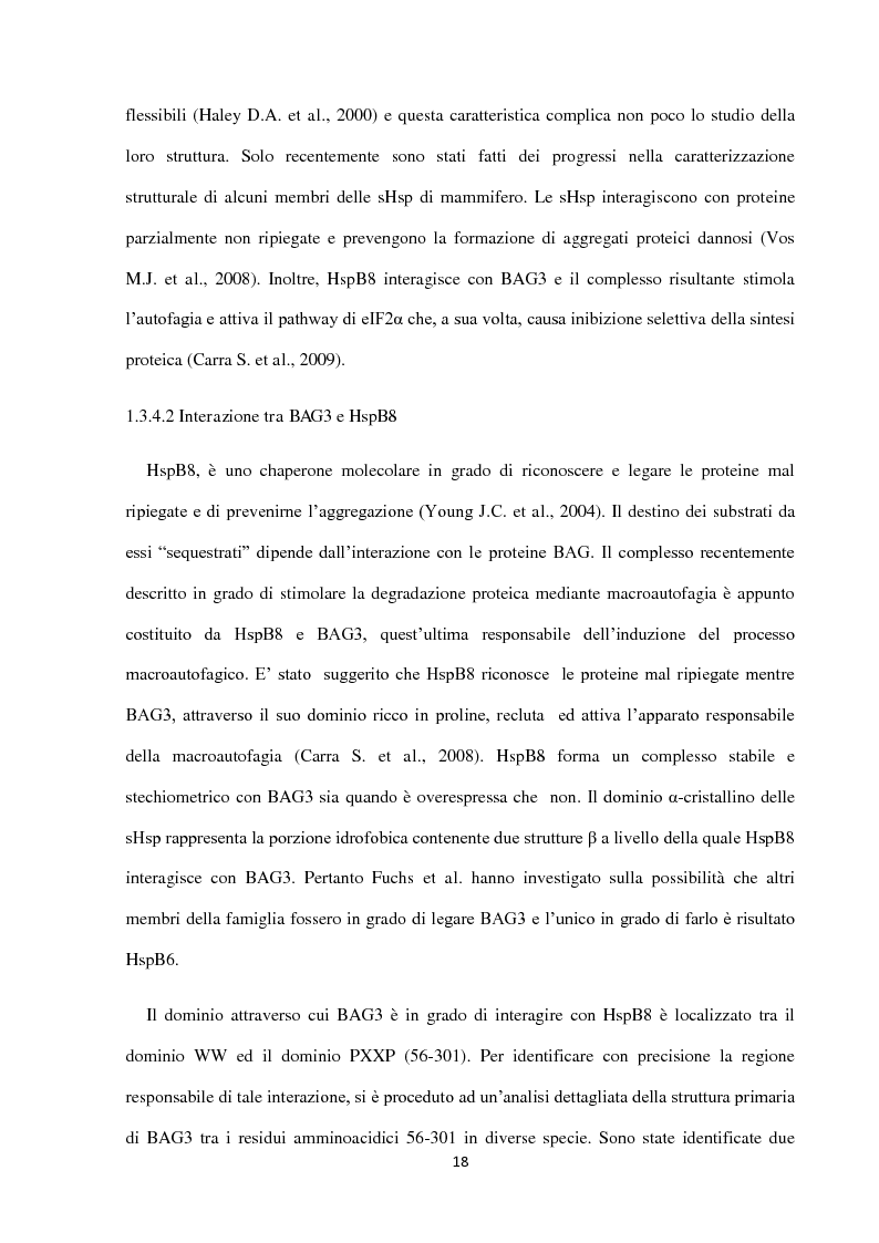 Estratto dalla tesi: Stress cardiovascolare: modulazione della proteina BAG3