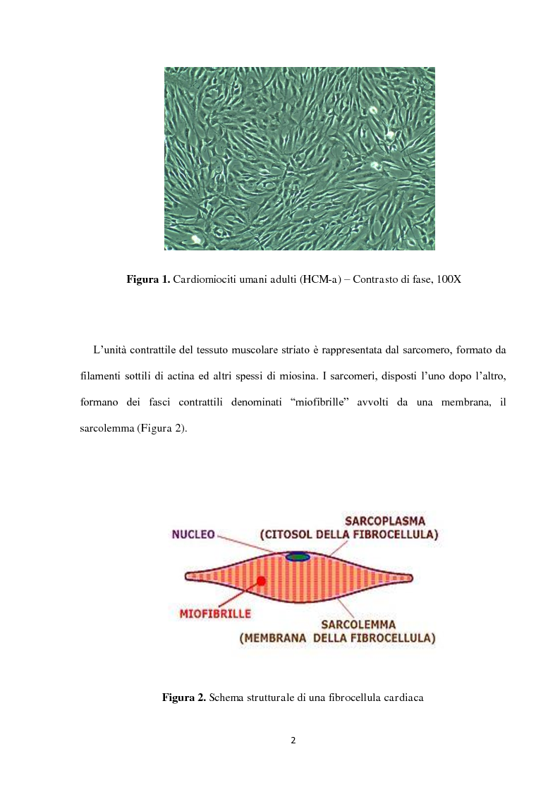 Anteprima della tesi: Stress cardiovascolare: modulazione della proteina BAG3, Pagina 3