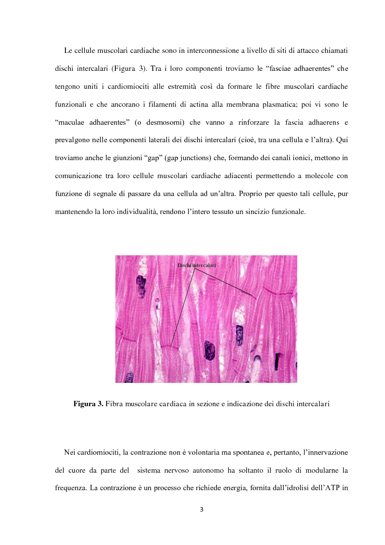 Anteprima della tesi: Stress cardiovascolare: modulazione della proteina BAG3, Pagina 4
