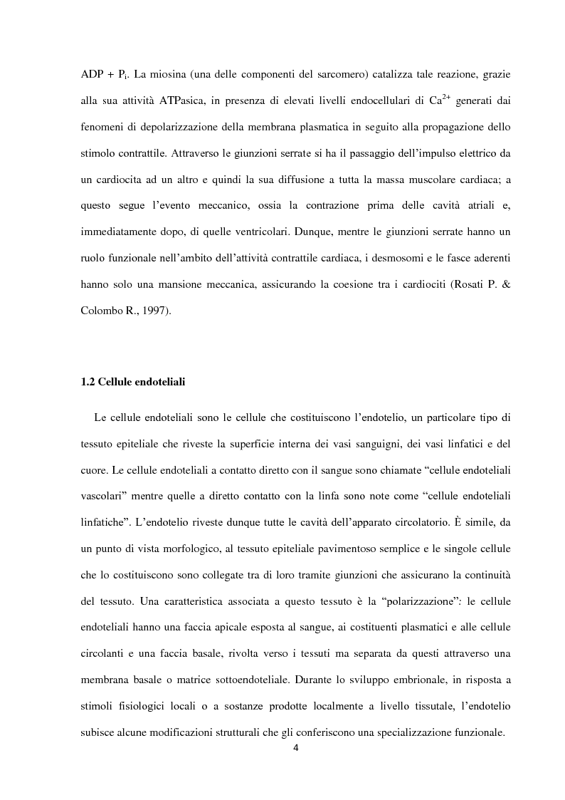 Anteprima della tesi: Stress cardiovascolare: modulazione della proteina BAG3, Pagina 5