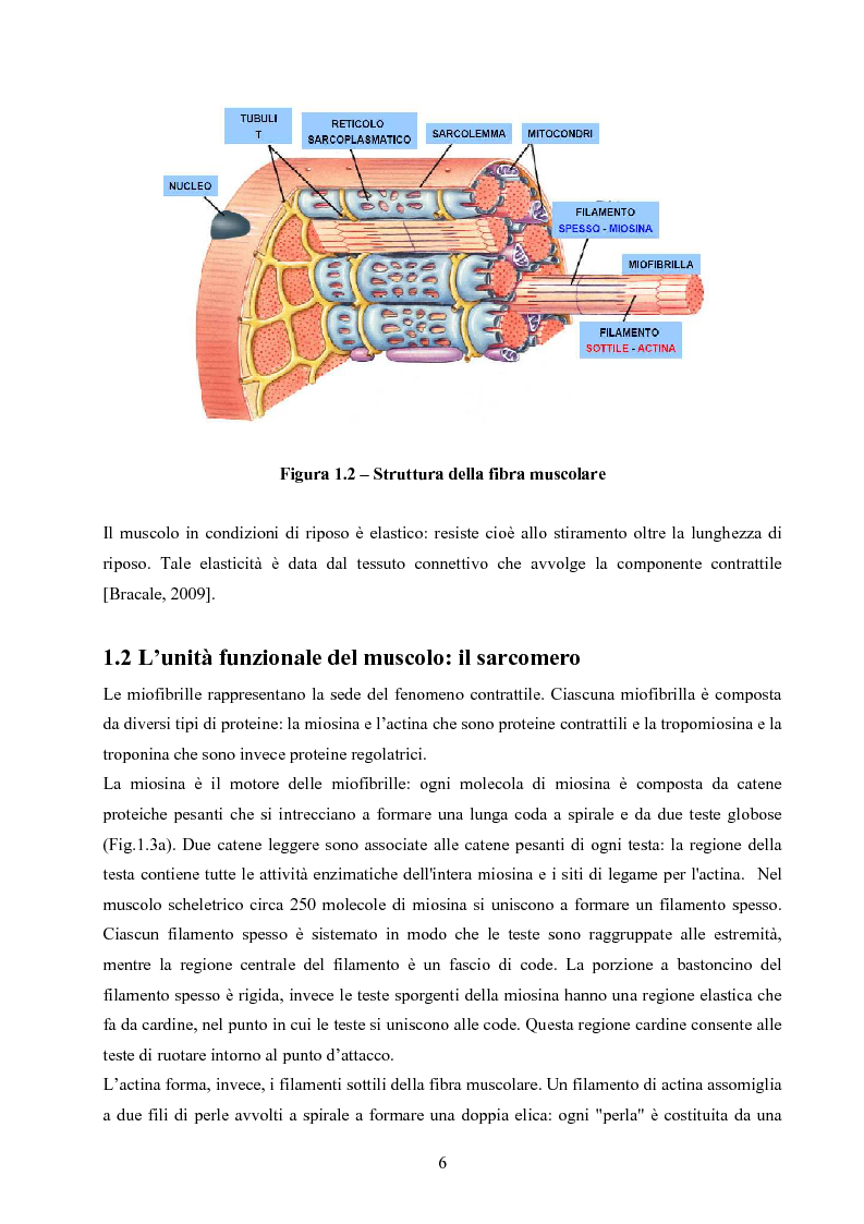 Anteprima della tesi: Caratterizzazione dei tessuti muscolari tramite misure di Spettroscopia ad Impedenza Elettrica, Pagina 4
