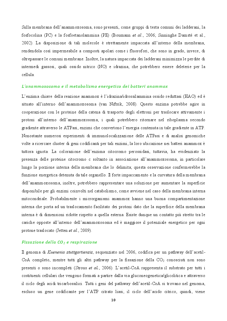 Estratto dalla tesi: Ottimizzazione di parametri di processo per la rimozione biologica di azoto da reflui zootecnici tramite processo anammox