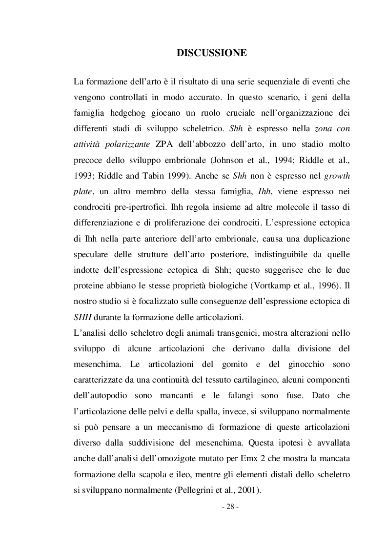 Estratto dalla tesi: Sovraespressione di Sonic Hedgehog in topi transgenici: influenza della proteina sull'apoptosi e sulla proliferazione cellulare durante lo sviluppo degli arti