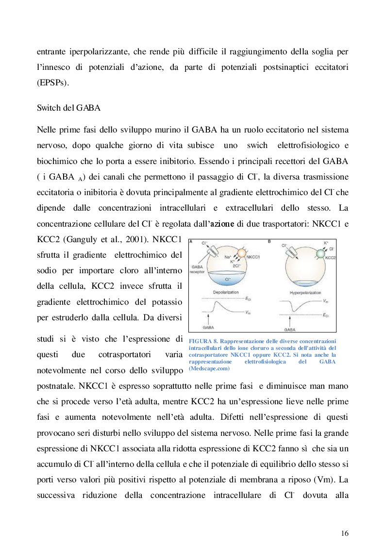 Estratto dalla tesi: Studio dell'espressione dei trasportatori kcc2 e nkcc1 durante lo sviluppo nel talamo murino