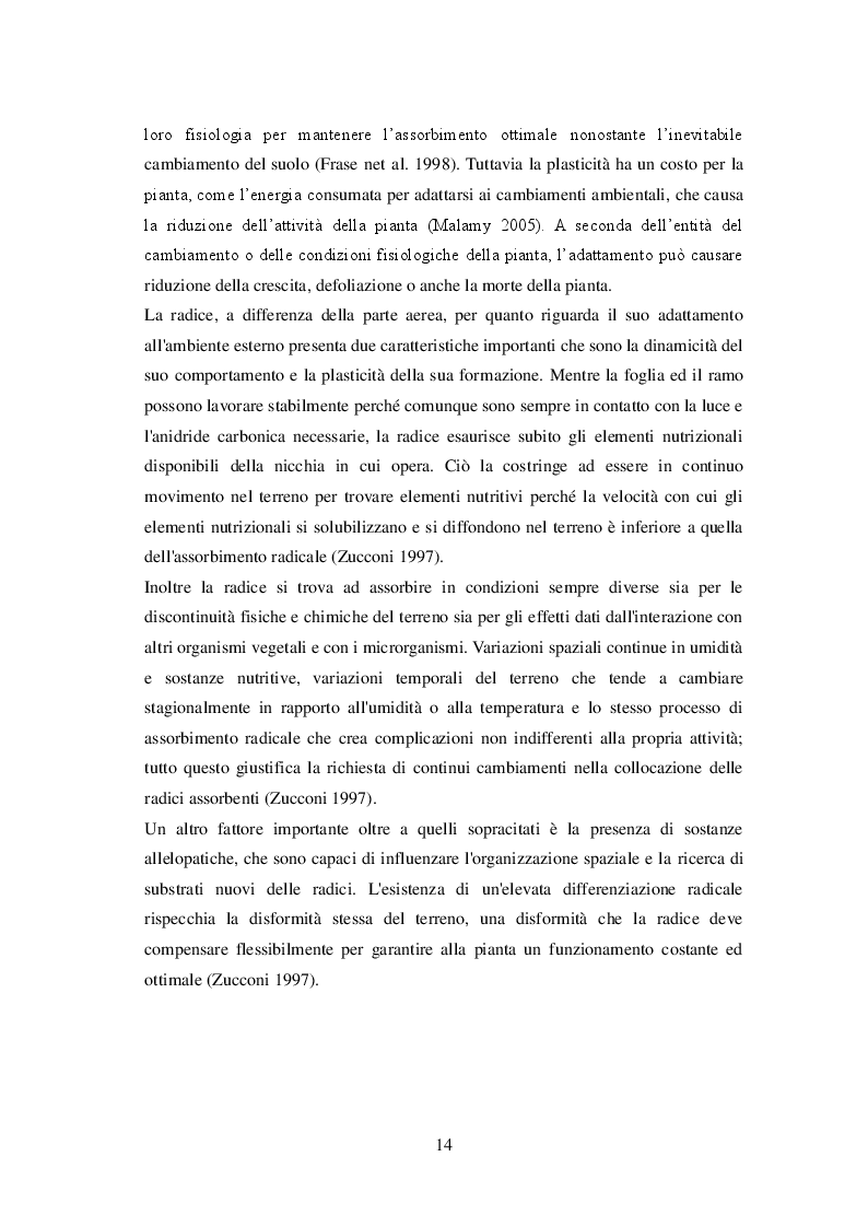 Estratto dalla tesi: Crescita delle radici di olivo in presenza di residui colturali