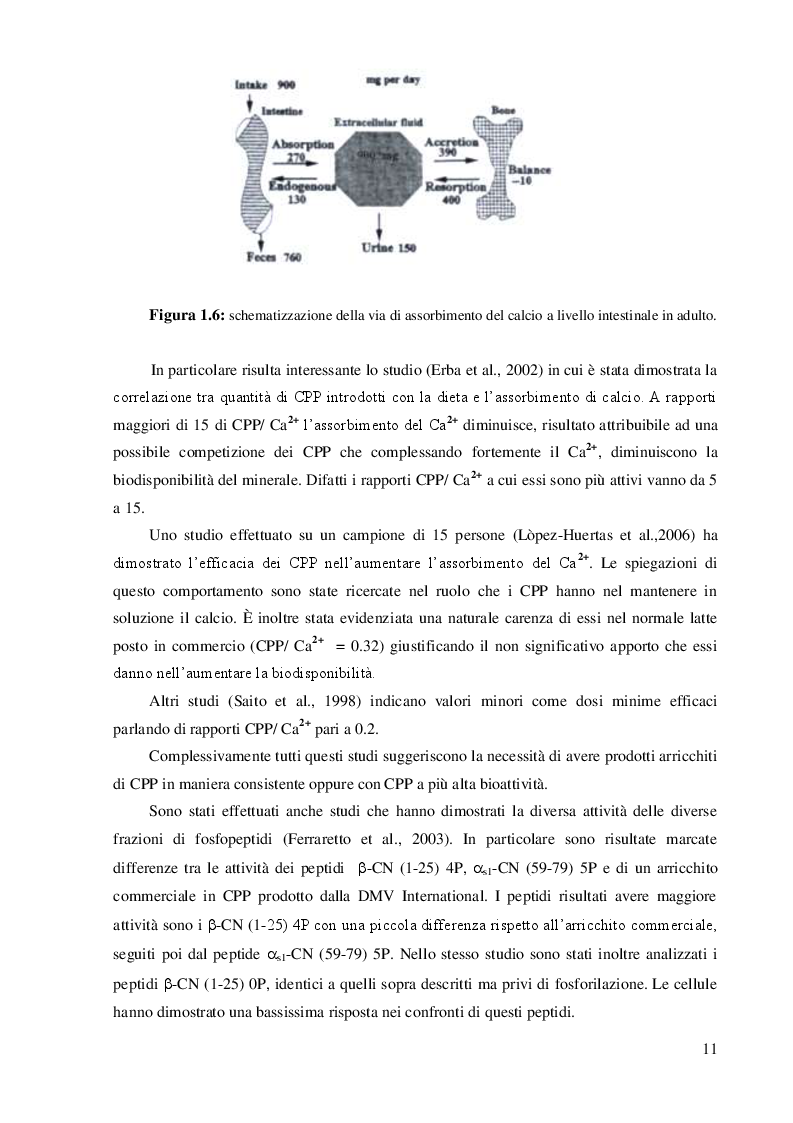 Estratto dalla tesi: Produzione di peptidi biologicamente attivi e loro interazione con nanosistemi