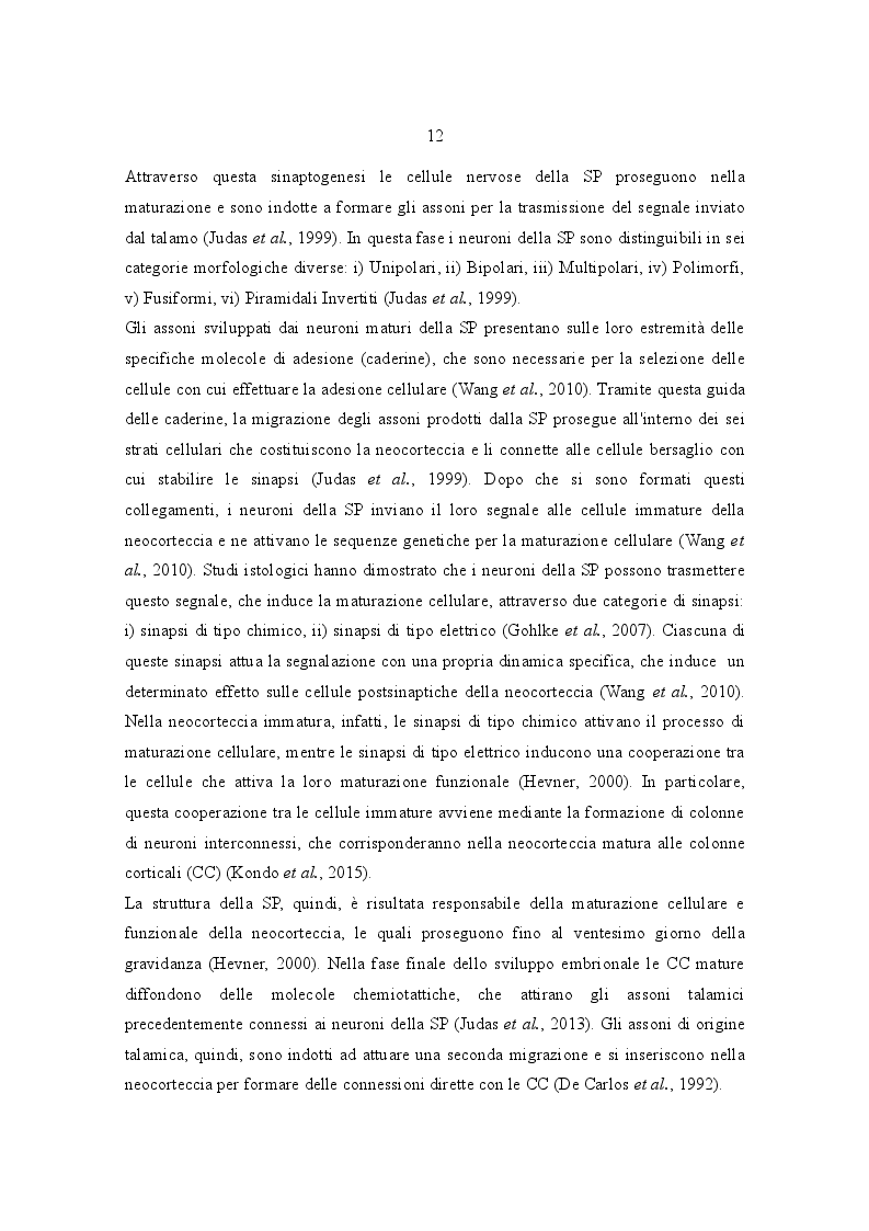 Estratto dalla tesi: Sviluppo e Differenziamento della Piastra Sottocorticale