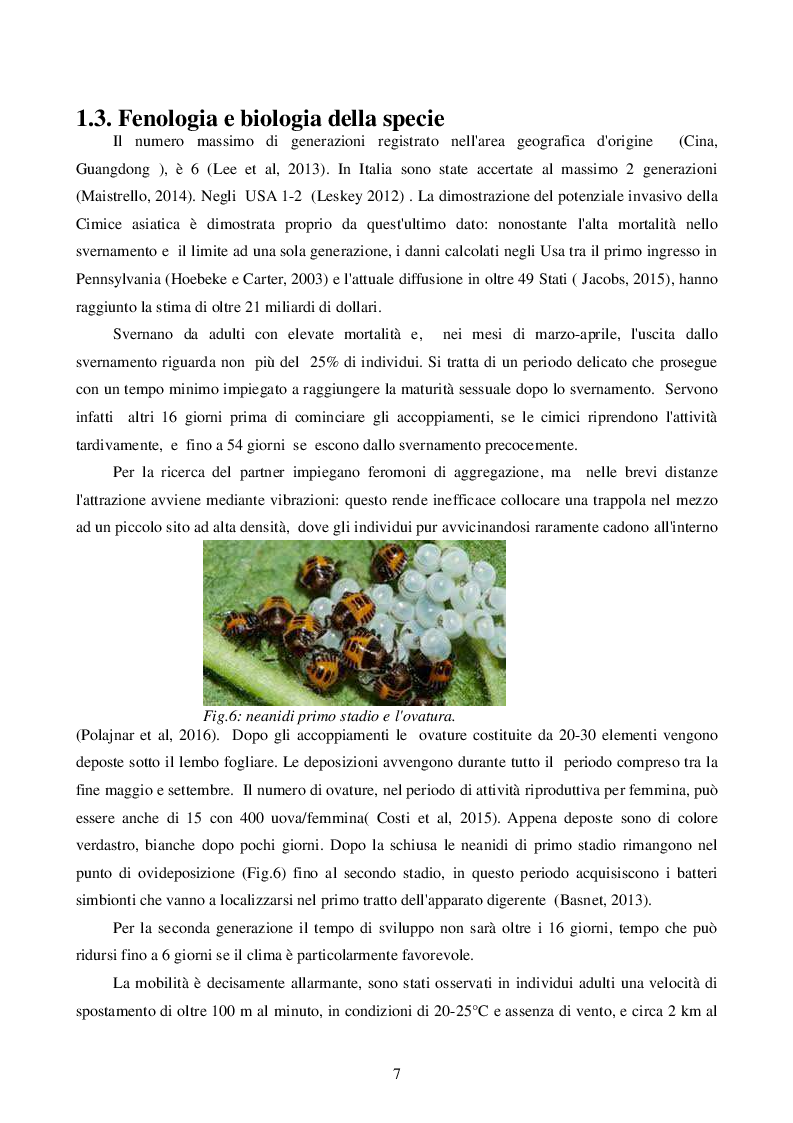Estratto dalla tesi: Misure di Contenimento degli organismi invasivi. Il caso della Cimice Marmorizzata Asiatica