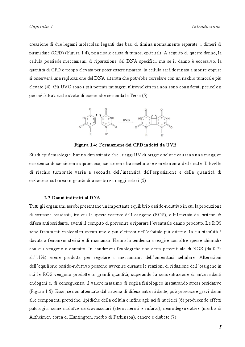 Estratto dalla tesi: Effetto biologico di polifenoli sul danno al DNA indotto da UVA in cellule endoteliali mediante l'attivazione dell'istone H2AX.