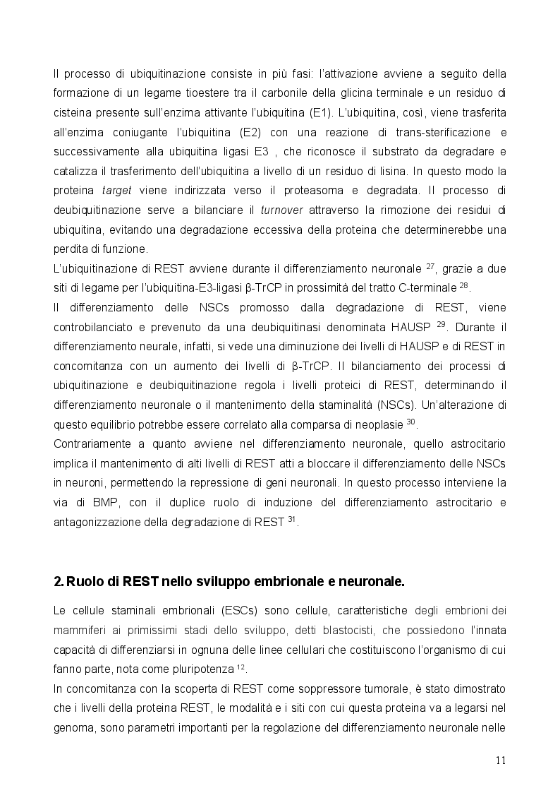 Estratto dalla tesi: Ruolo di REST nella rigenerazione muscolare