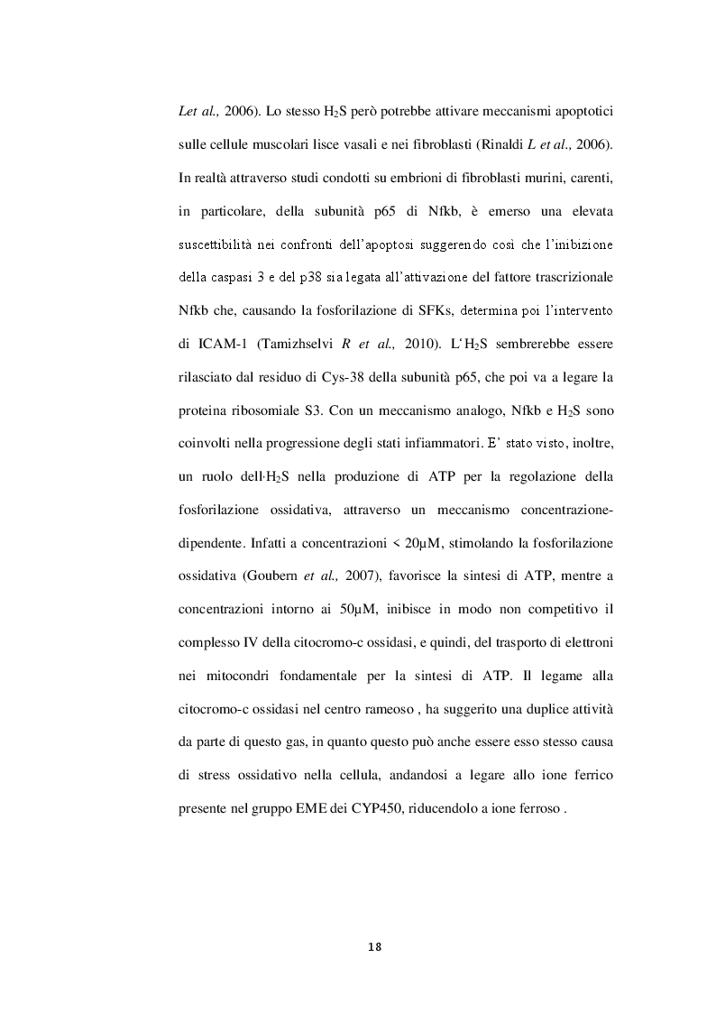 Estratto dalla tesi: Il 3-Mercaptopiruvato un possibile donatore endogeno di acido solfidrico