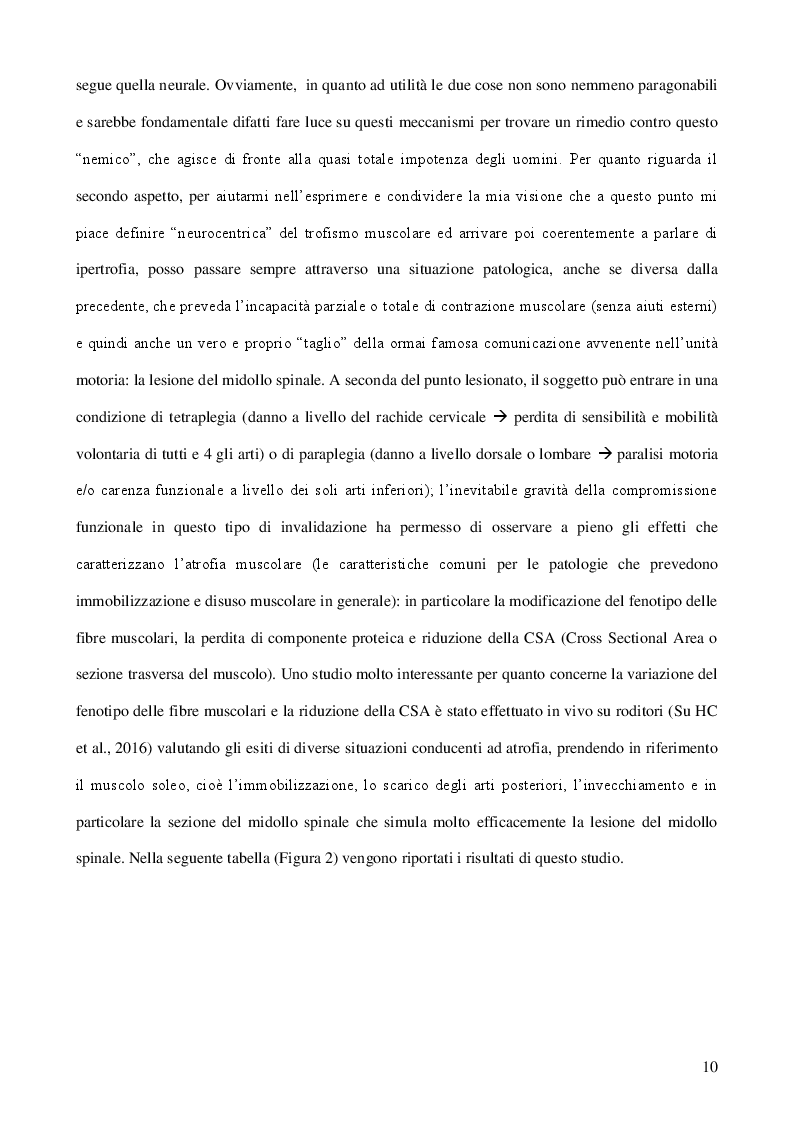 Estratto dalla tesi: Il ruolo del sistema nervoso nell'ipertrofia muscolare