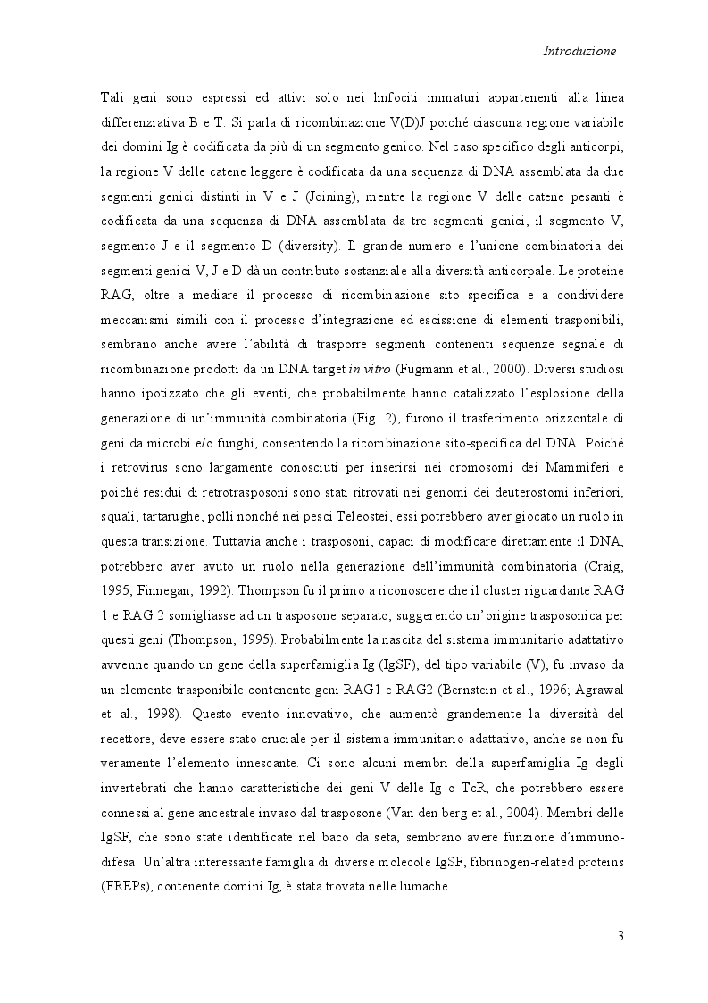 Estratto dalla tesi: Risposte immunitarie nei vertebrati ectotermi: attività cellulari e molecolari di leucociti del Teleosteo Dicentrarchus labrax
