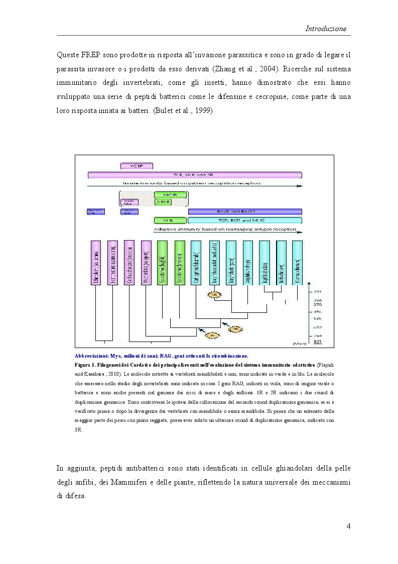 Anteprima della tesi: Risposte immunitarie nei vertebrati ectotermi: attività cellulari e molecolari di leucociti del Teleosteo Dicentrarchus labrax, Pagina 4