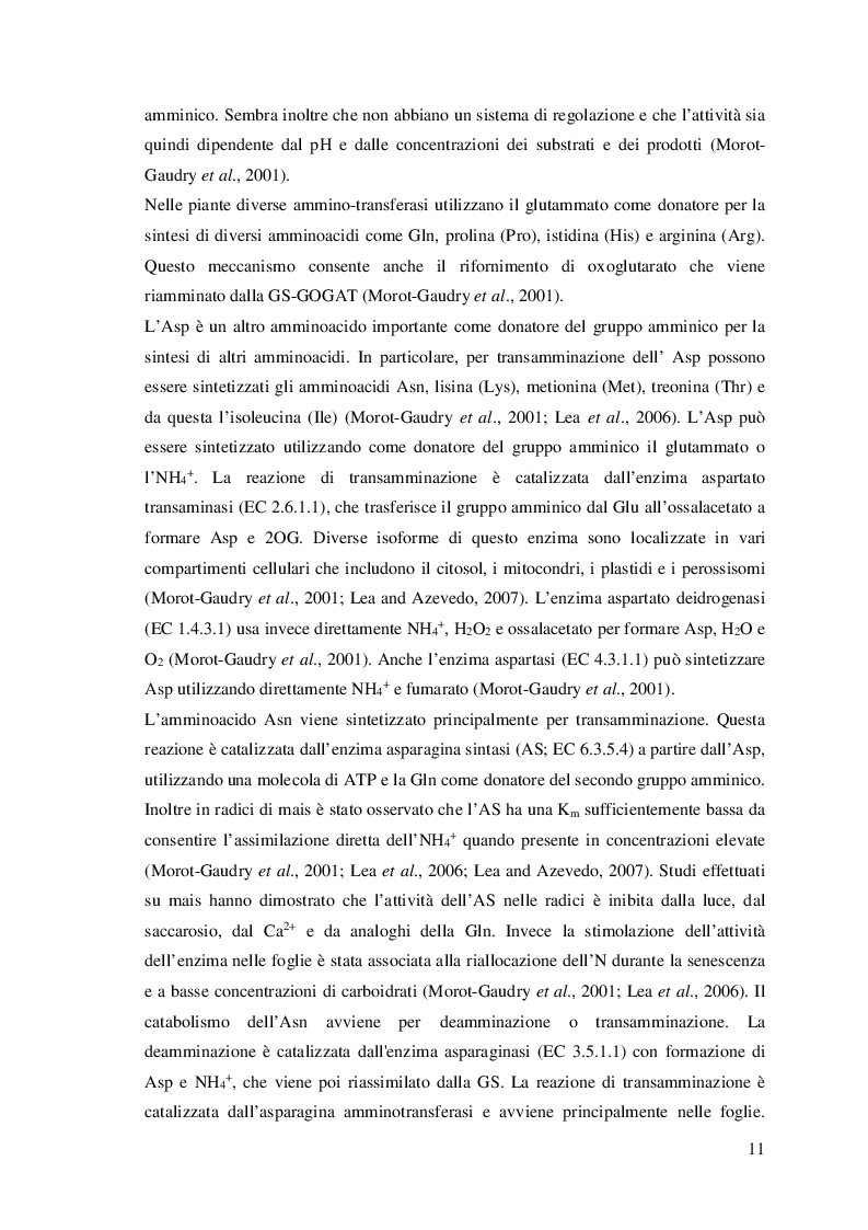 Estratto dalla tesi: Effetti del nitrato sull’assimilazione dell’ammonio in piante di mais (Zea mays L.)