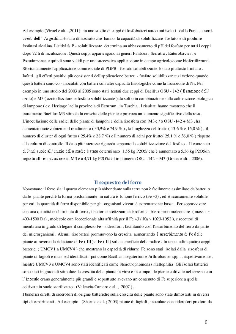 Estratto dalla tesi: Valutazione di alcuni effetti dell'applicazione in serra e in campo di rizobatteri promotori della crescita, combinati con funghi micorrizzici arbuscolari