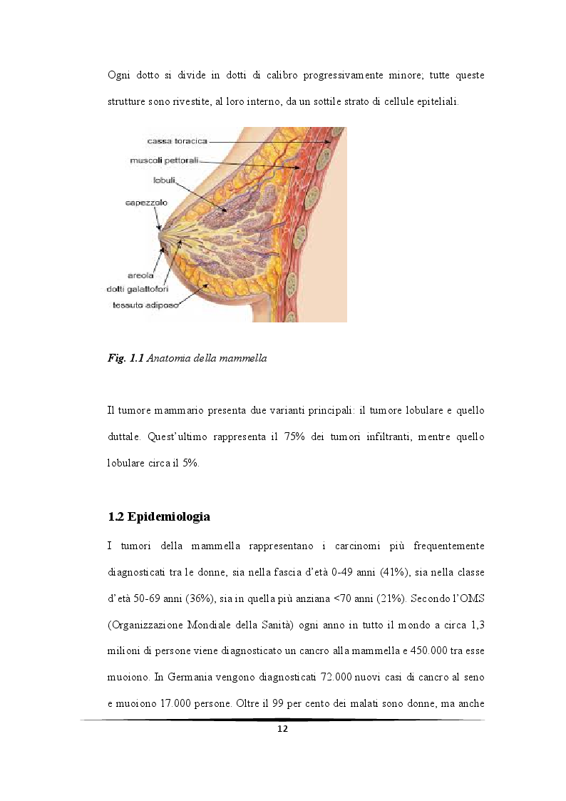 Anteprima della tesi: Ruolo protettivo degli Androgeni sulla crescita di cellule di carcinoma mammario indotta da miR-21, Pagina 8