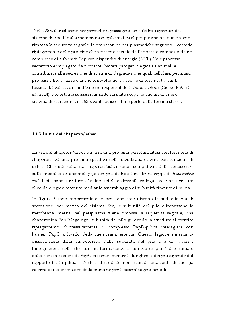 Estratto dalla tesi: Il sistema di secrezione di tipo VI: un esempio di strategia evolutiva nel contesto della competizione tra popolazioni batteriche