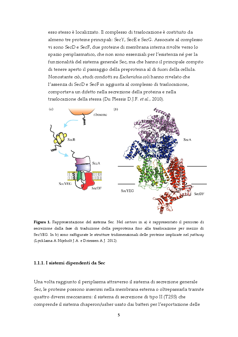 Anteprima della tesi: Il sistema di secrezione di tipo VI: un esempio di strategia evolutiva nel contesto della competizione tra popolazioni batteriche, Pagina 3