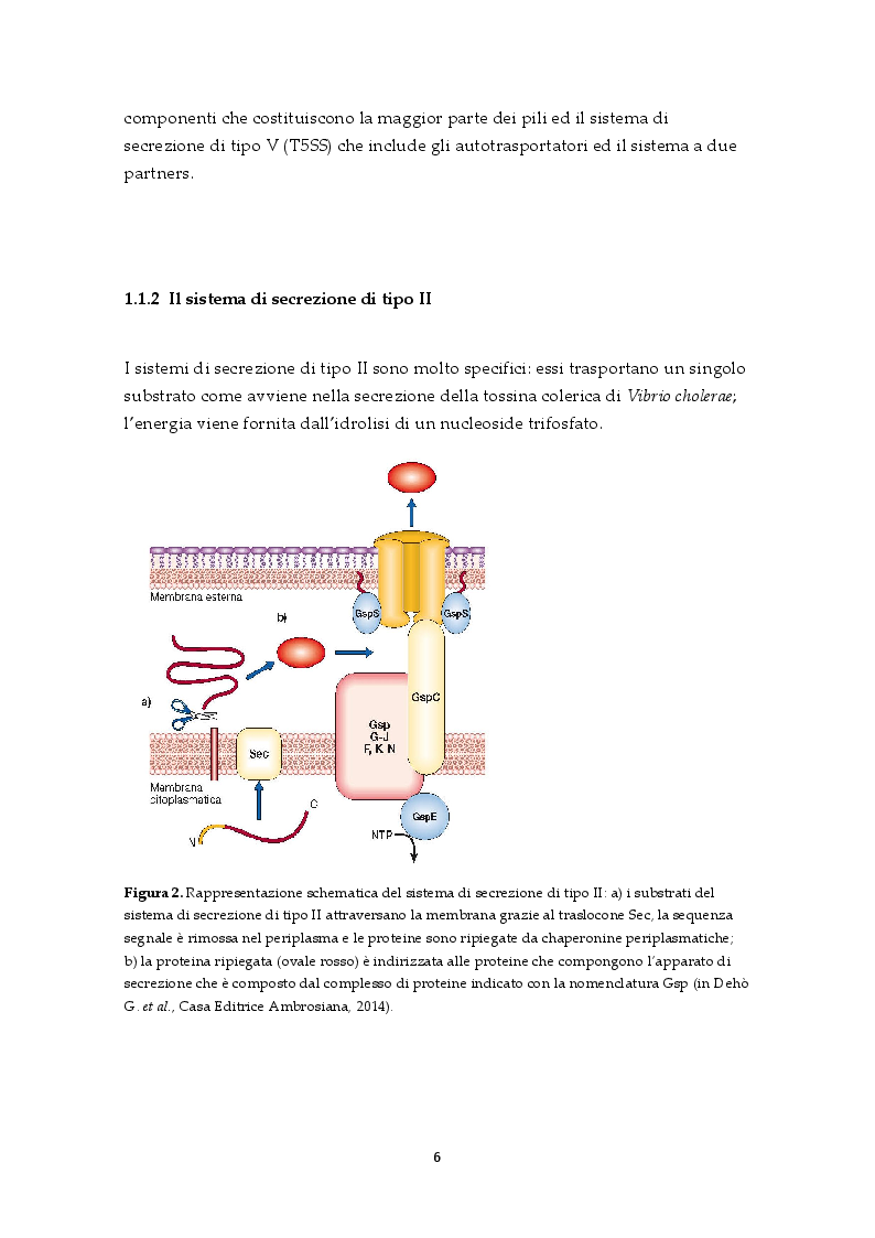 Anteprima della tesi: Il sistema di secrezione di tipo VI: un esempio di strategia evolutiva nel contesto della competizione tra popolazioni batteriche, Pagina 4