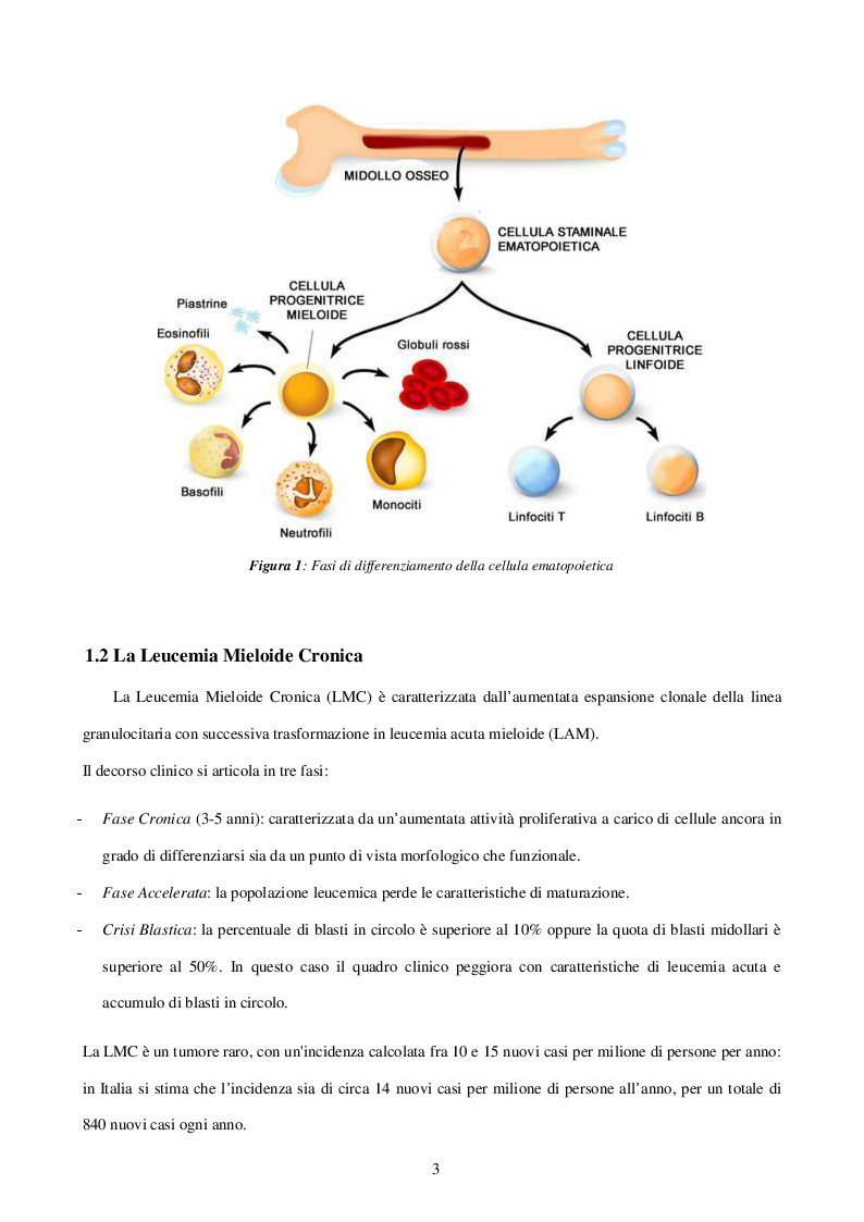 Anteprima della tesi: Caratterizzazione e ruolo delle alterazioni citogenetiche che insorgono nel clone Philadelphia negativo durante il trattamento con inibitori delle tirosinchinasi nella Leucemia Mieloide Cronica, Pagina 3