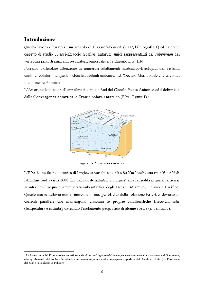 Anteprima della tesi: Icefish, i pesci che persero i globuli rossi, Pagina 2
