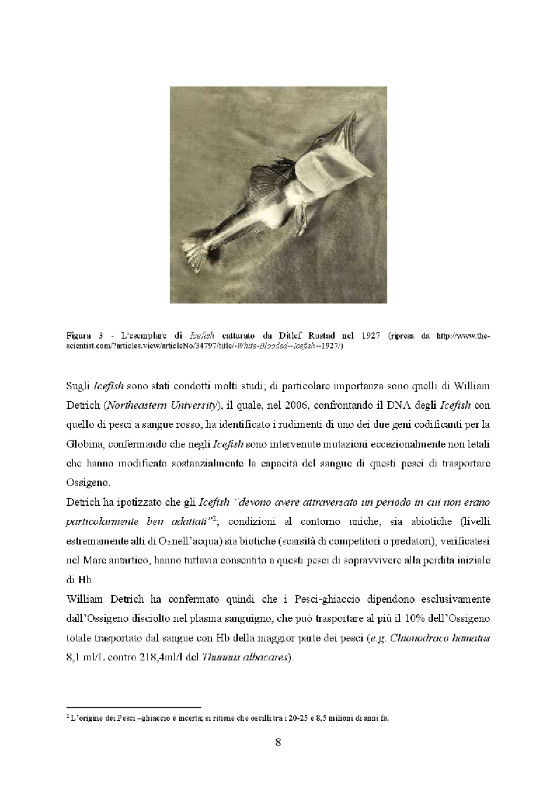 Anteprima della tesi: Icefish, i pesci che persero i globuli rossi, Pagina 4