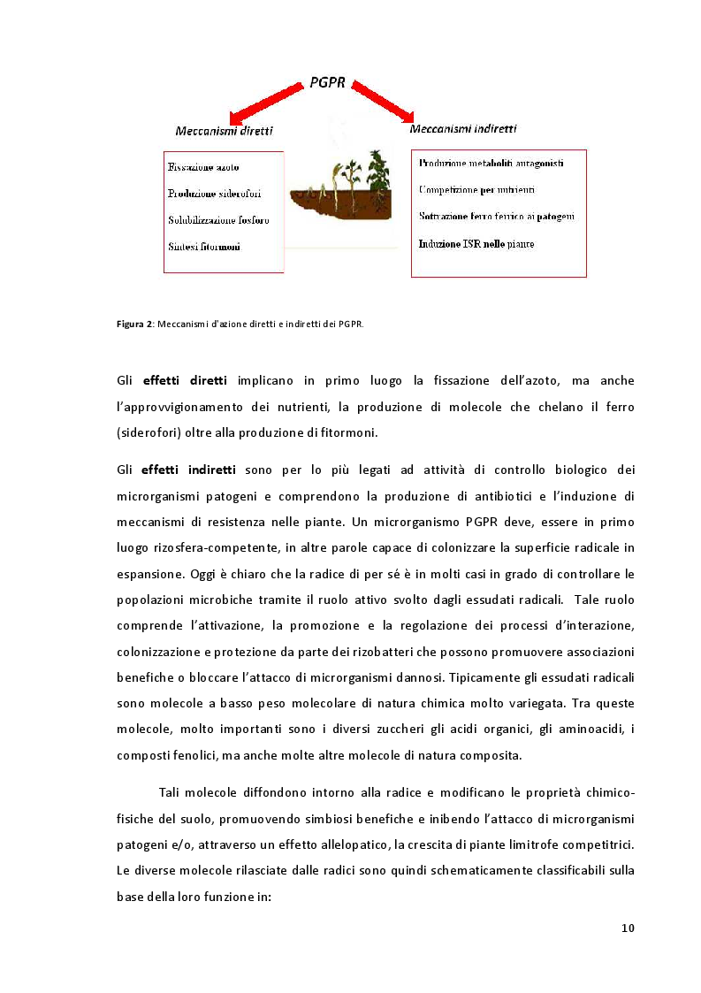 Anteprima della tesi: Studio della Biodiversità nelle Comunità Microbiche nei Vigneti del Montepulciano d'Abruzzo, Pagina 7