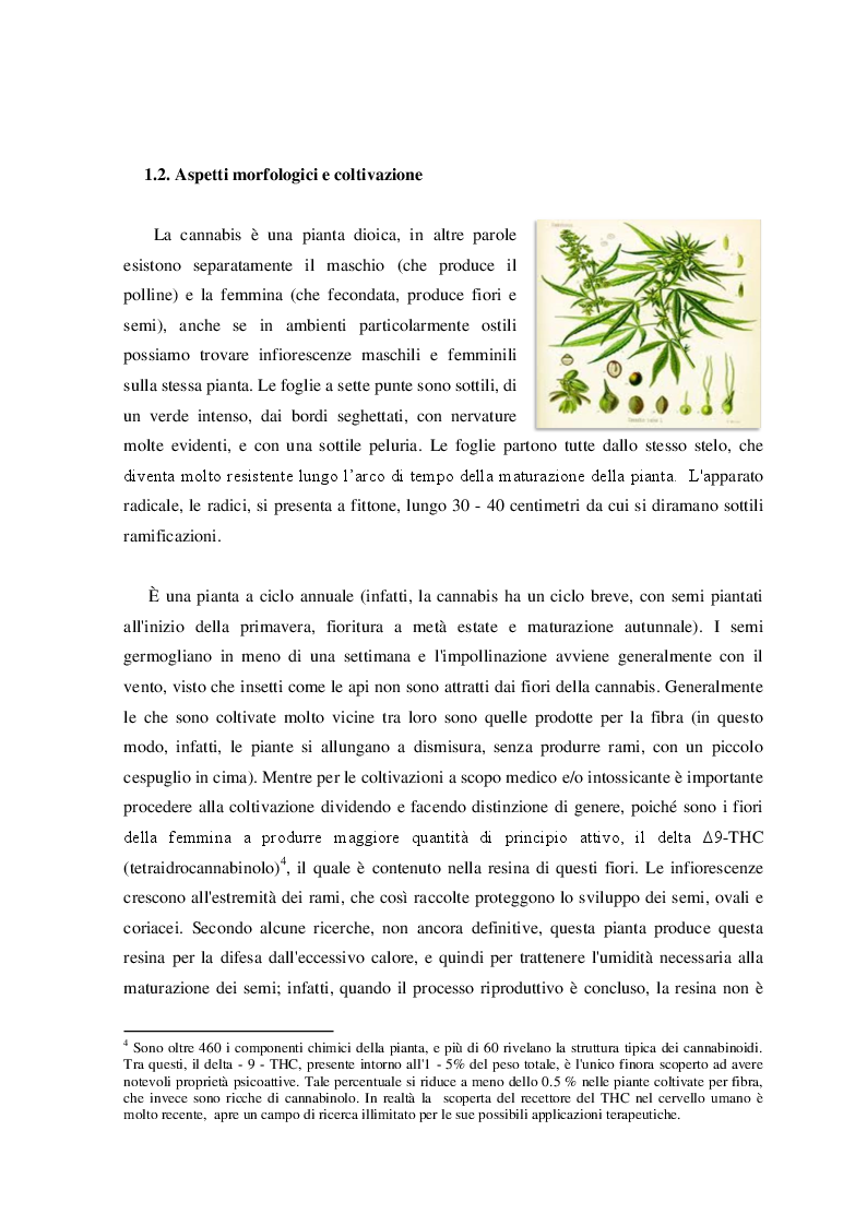 Anteprima della tesi: Cannabis. Aspetti di una devianza., Pagina 6