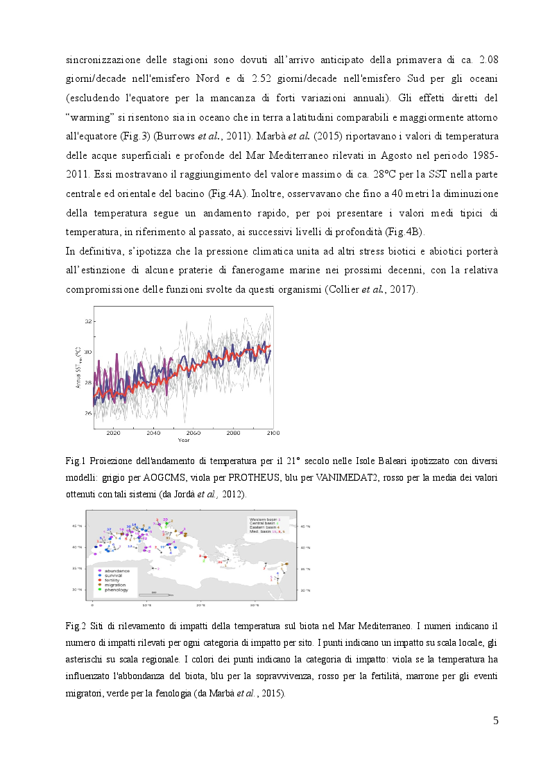 Anteprima della tesi: Studio sulle risposte allo stress termico in differenti popolazioni mediterranee ed atlantiche di Cymodocea nodosa (Ucria) Ascherson, Pagina 4