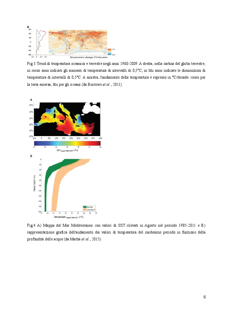 Anteprima della tesi: Studio sulle risposte allo stress termico in differenti popolazioni mediterranee ed atlantiche di Cymodocea nodosa (Ucria) Ascherson, Pagina 5