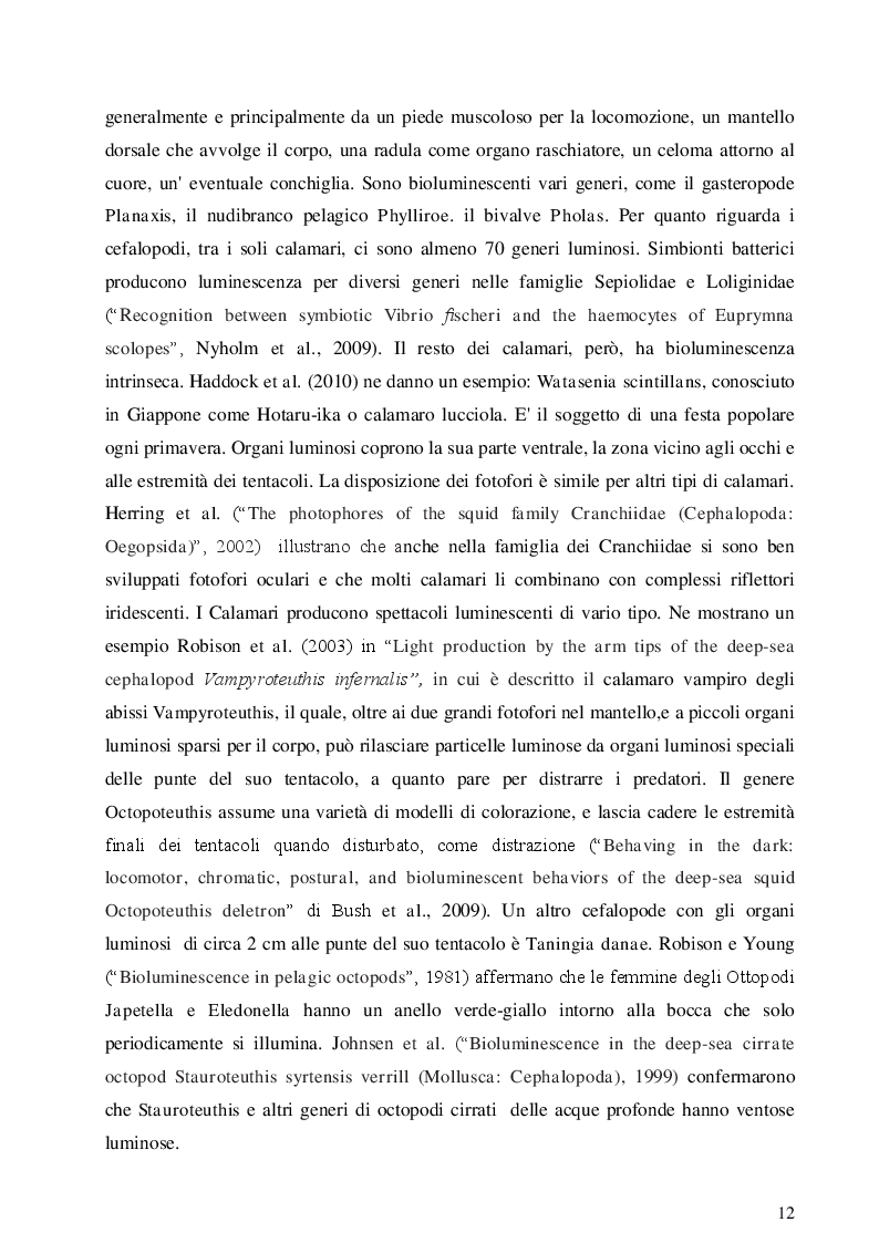 Estratto dalla tesi: I fotofori di Hygophum benoiti (Cocco) 1838