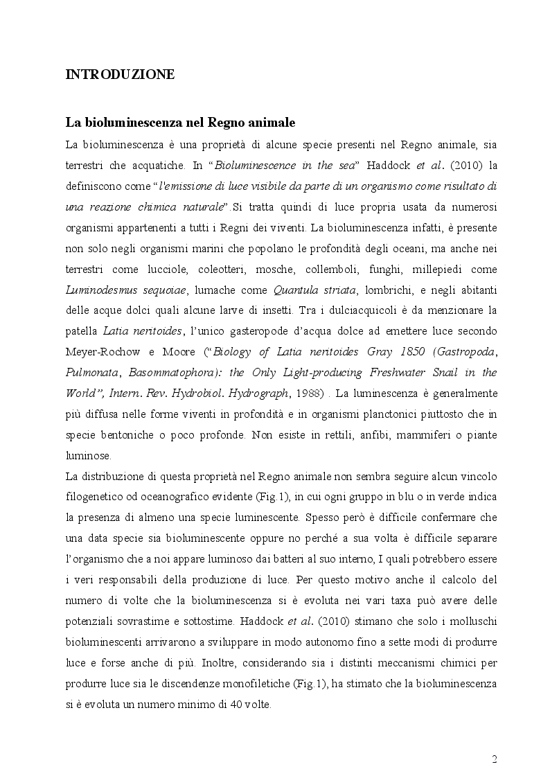 Anteprima della tesi: I fotofori di Hygophum benoiti (Cocco) 1838, Pagina 4