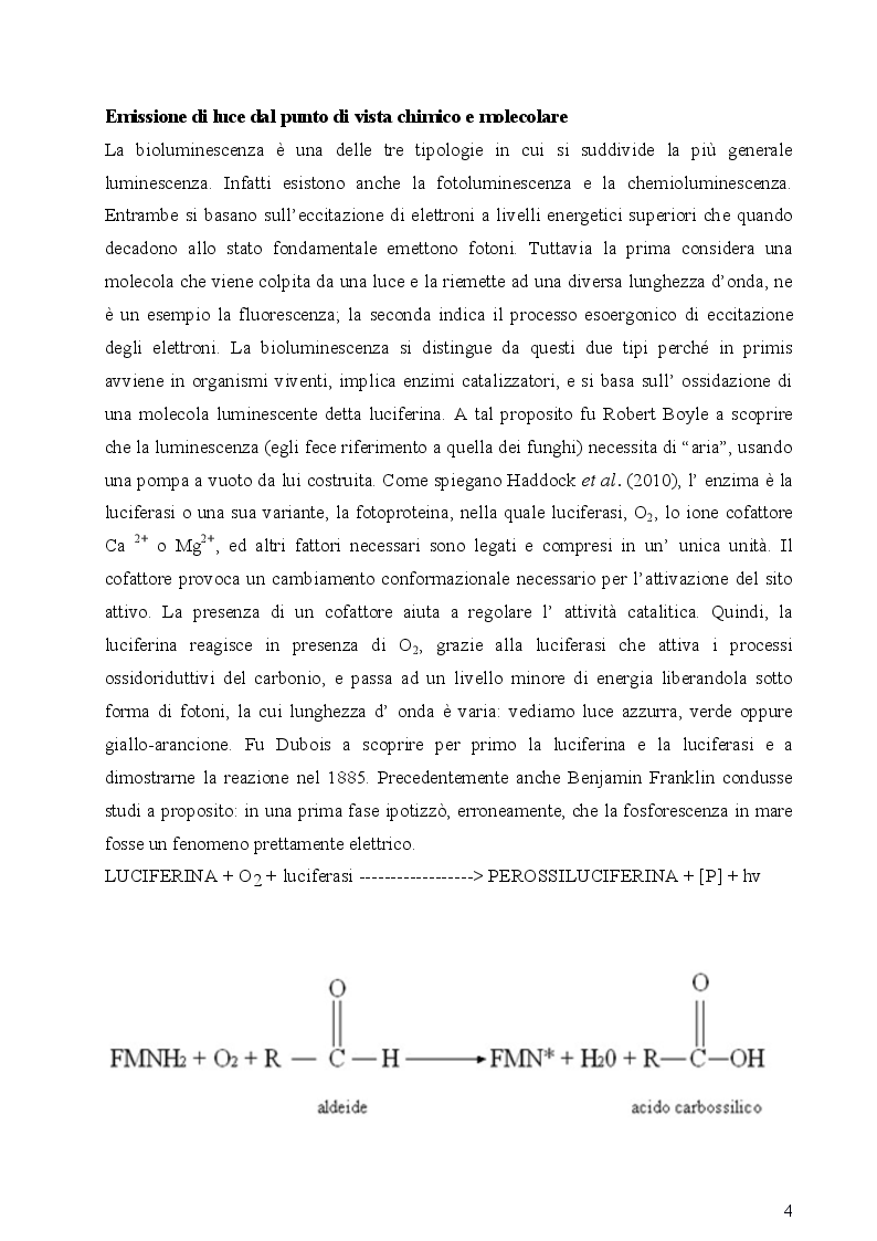 Anteprima della tesi: I fotofori di Hygophum benoiti (Cocco) 1838, Pagina 6