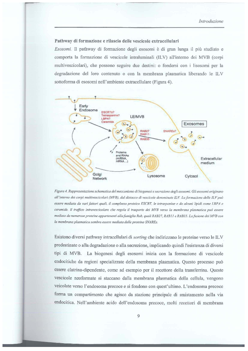 Estratto dalla tesi: Studio di vescicole extracellulari rilasciate da cellule di glioblastoma per scopo diagnostico