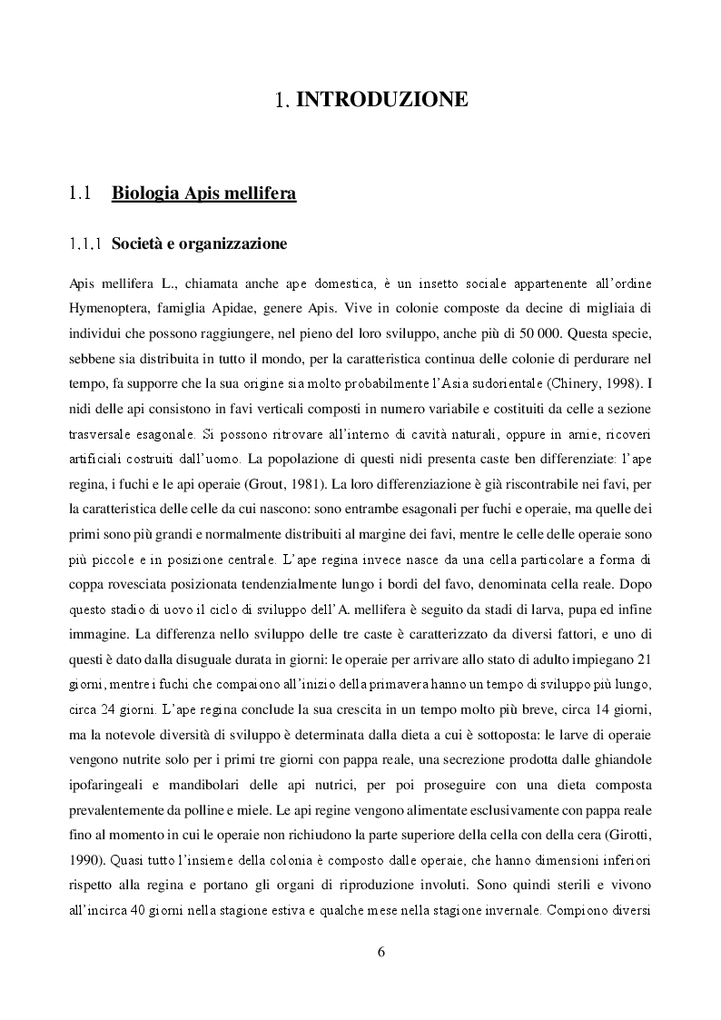 Anteprima della tesi: Effetto combinato dei pesticidi neonicotinoidi e della qualità dell'alimentazione sul metabolismo dei carboidrati in Apis mellifera, Pagina 3