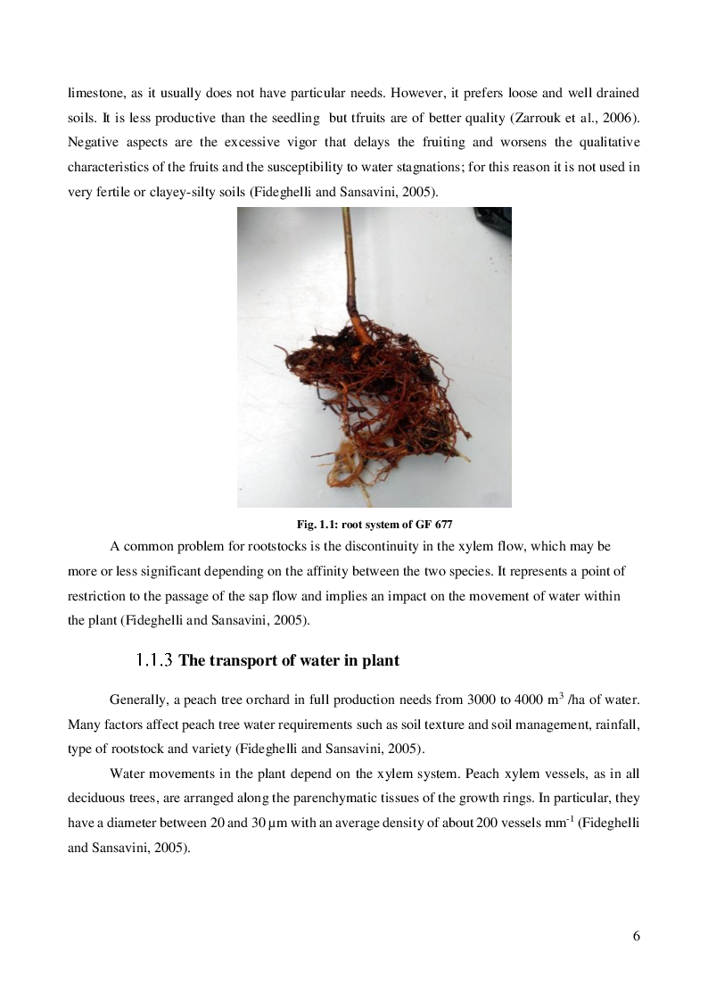 Anteprima della tesi: Wastewater as an alternative source for irrigating horticultural crops: investigating Escherichia coli root internalization on GF 677 (Prunus persica x Prunus amigdalus)., Pagina 4