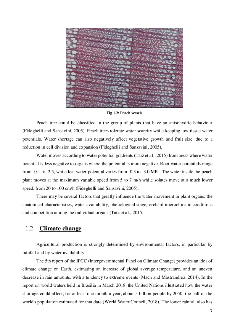 Anteprima della tesi: Wastewater as an alternative source for irrigating horticultural crops: investigating Escherichia coli root internalization on GF 677 (Prunus persica x Prunus amigdalus)., Pagina 5