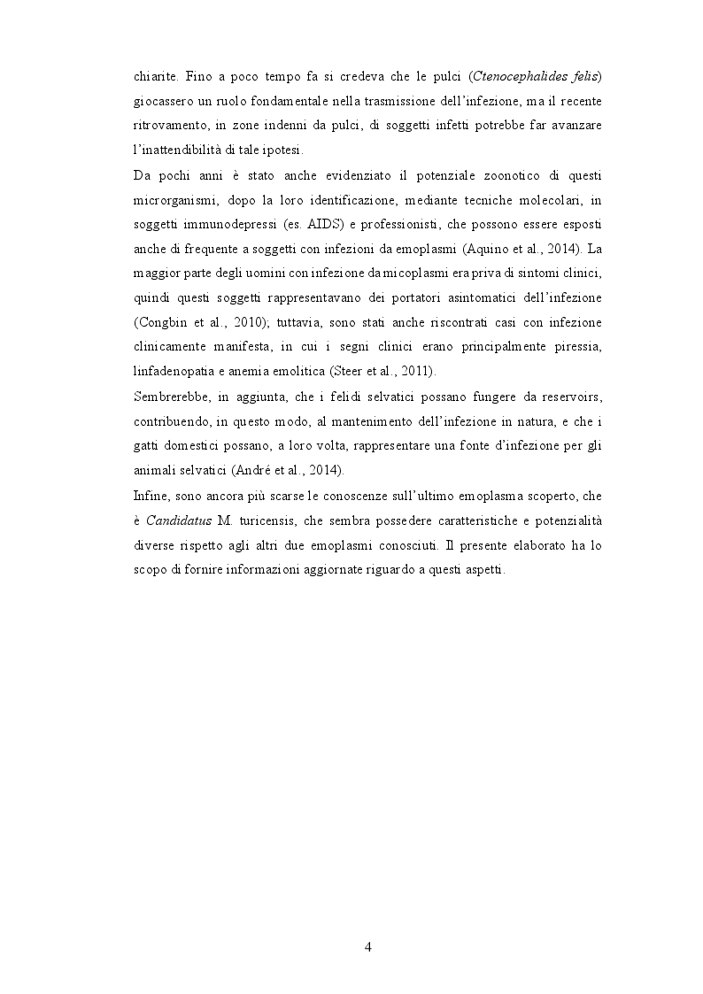 Anteprima della tesi: Anemia infettiva felina: quale ruolo per Candidatus Mycoplasma turicensis?, Pagina 3