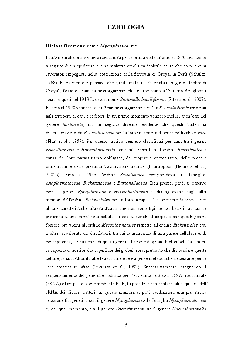 Anteprima della tesi: Anemia infettiva felina: quale ruolo per Candidatus Mycoplasma turicensis?, Pagina 4